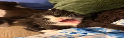Mixed Breed cats for sale: Beautiful black and white fluffy kittens  in Holywell - Advert 5