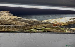 Monitor reptiles for sale: Proven true female Timor monitor - Image 1