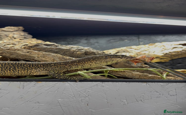Monitor reptiles - Advert 3