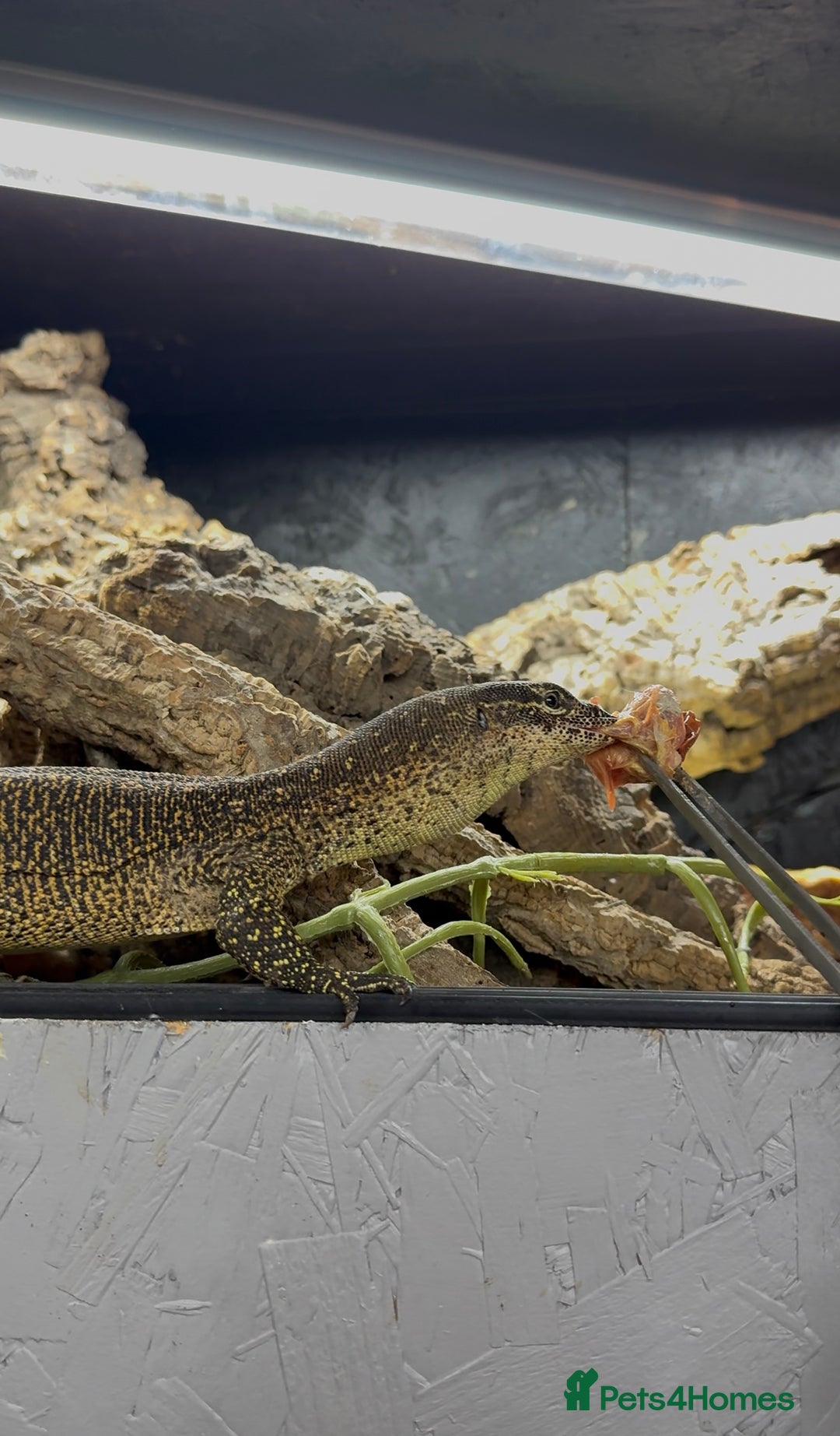 Monitor reptiles for sale: Proven true female Timor monitor - Image 1