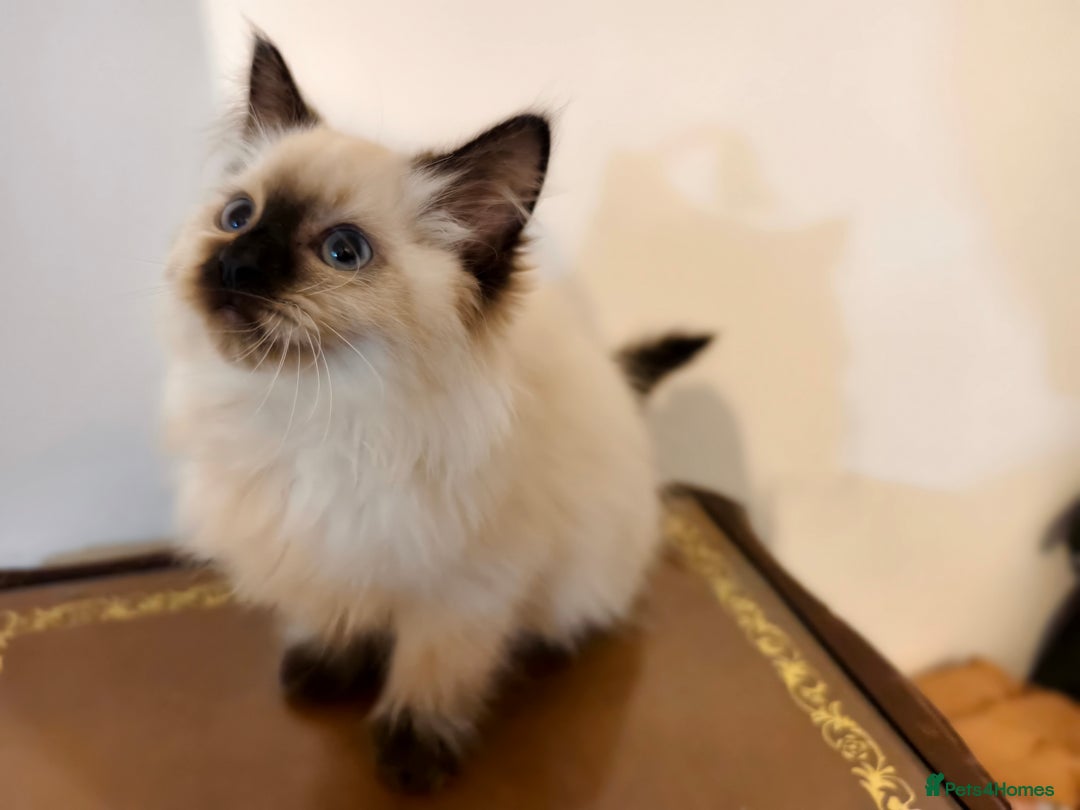 Ragdoll cats for sale: Beautiful Ragdoll Kittens Ready for Sale! - Advert 17