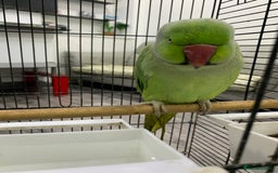 Ringnecks birds for sale: Ringneck Parakeet  - Image 2