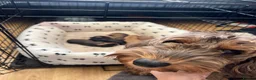 Cockapoo dogs for sale: Cockapoo Puppies by Proven Parents (last litter) - Advert 30