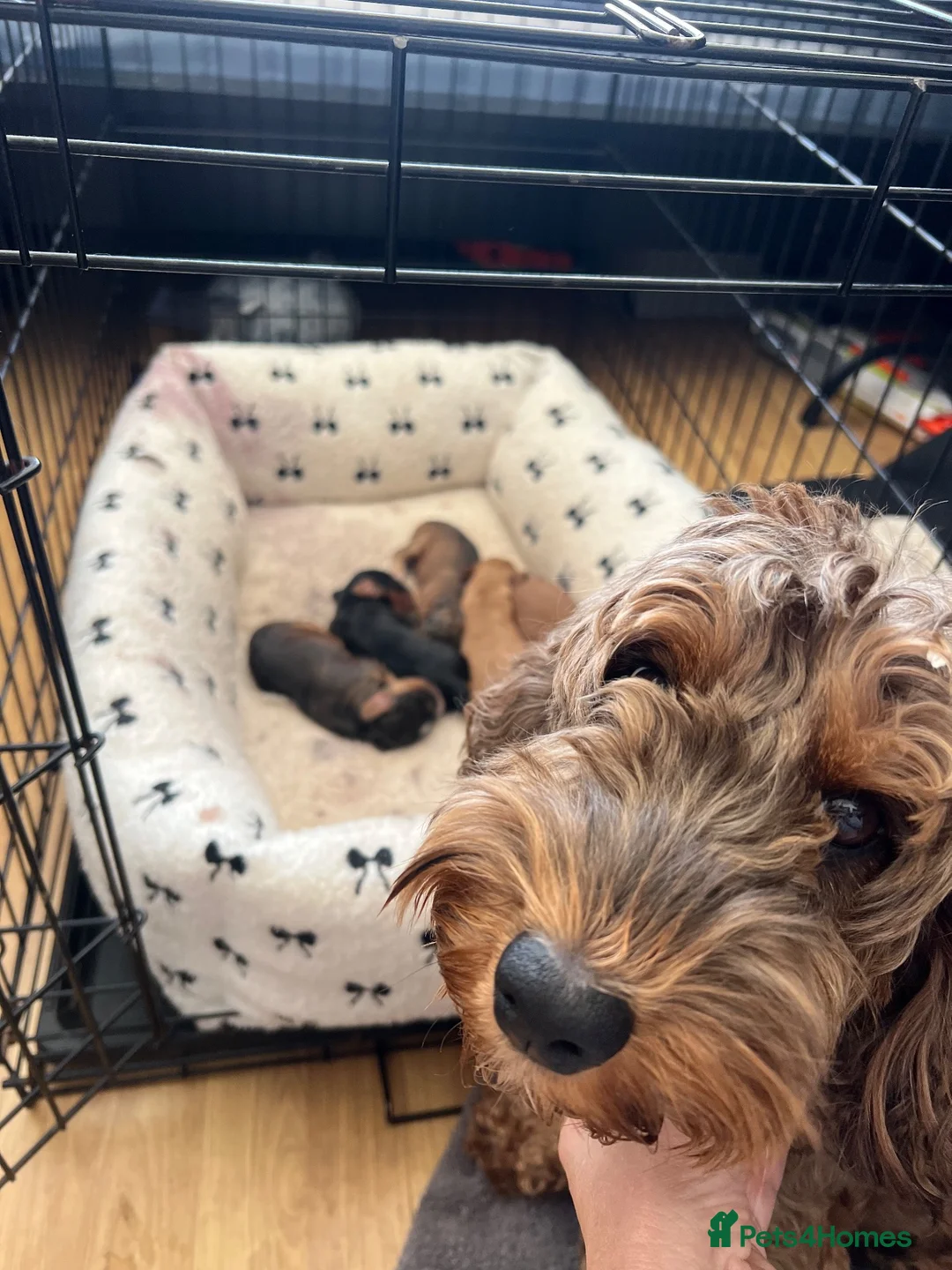 Cockapoo dogs for sale: Cockapoo Puppies by Proven Parents (last litter) - Advert 30