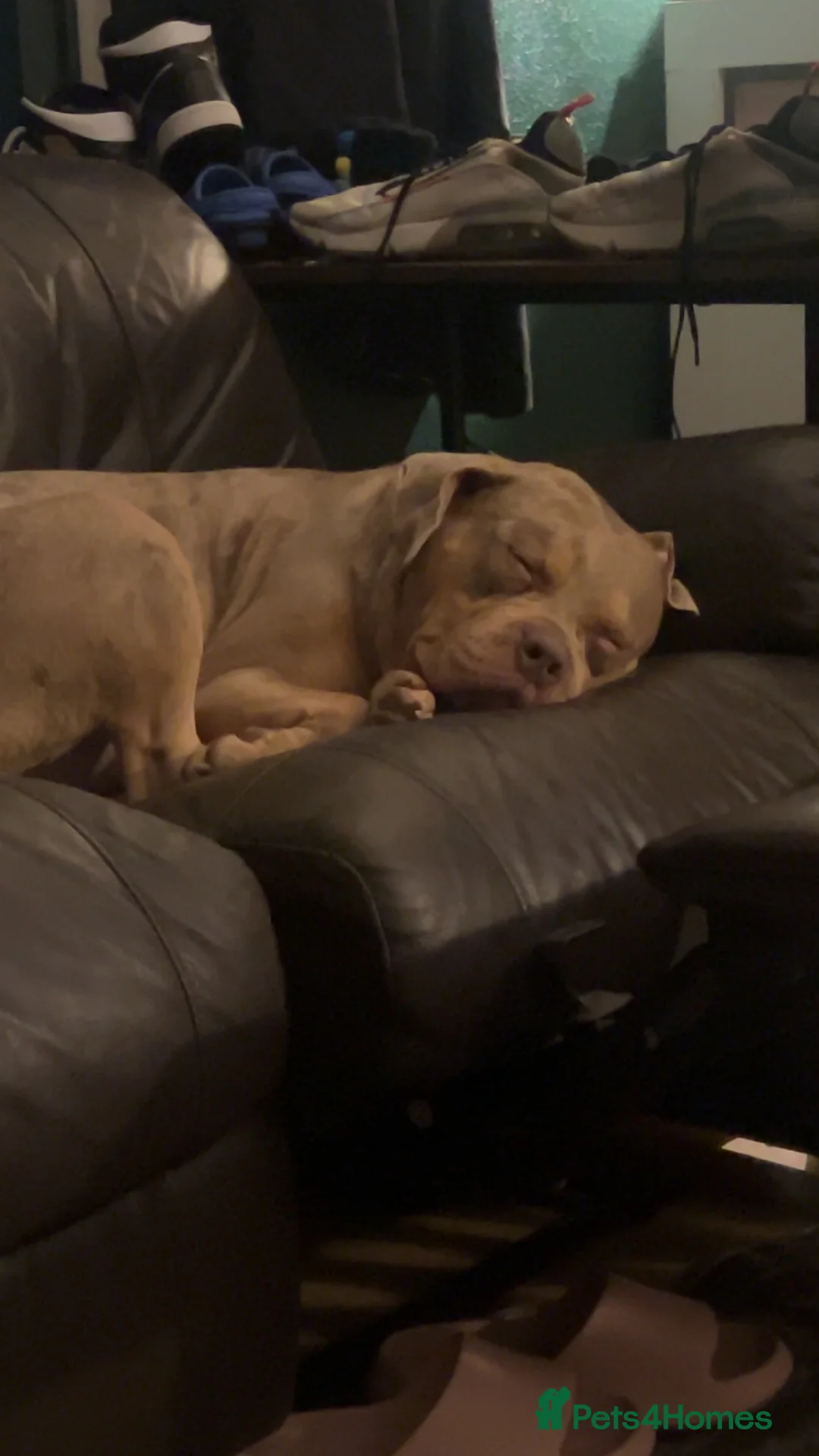 Alapaha Blue Blood Bulldog dogs for sale: Meet Bear  - Advert 1