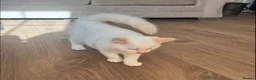 Ragdoll cats for sale: Ragdoll kittens GCCF champion breed show quality  - Advert 2
