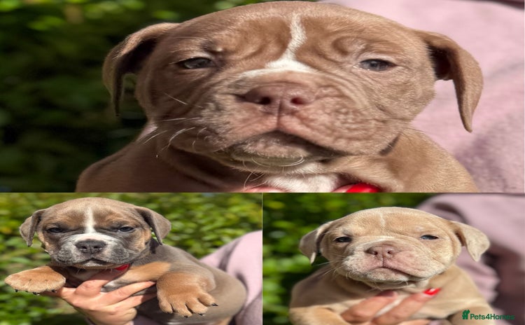 Olde English Bulldogge dogs - Advert 1