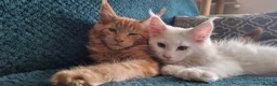 Maine Coon cats for sale: Snow & Fire Maine Coon Kittens GCCF - Advert 4