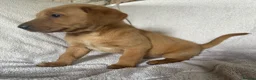 Labrador Retriever dogs for sale: Fox red Labrador - Advert 16