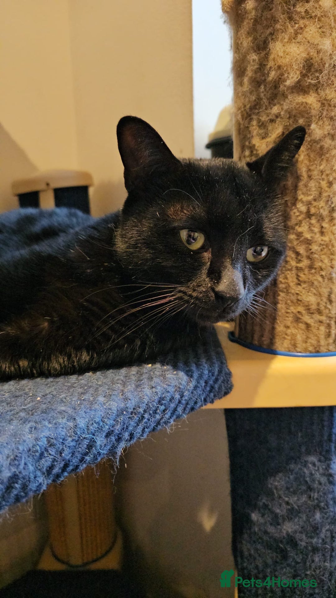 Mixed Breed cats for adoption: Ozzy deserves better  - Advert 6