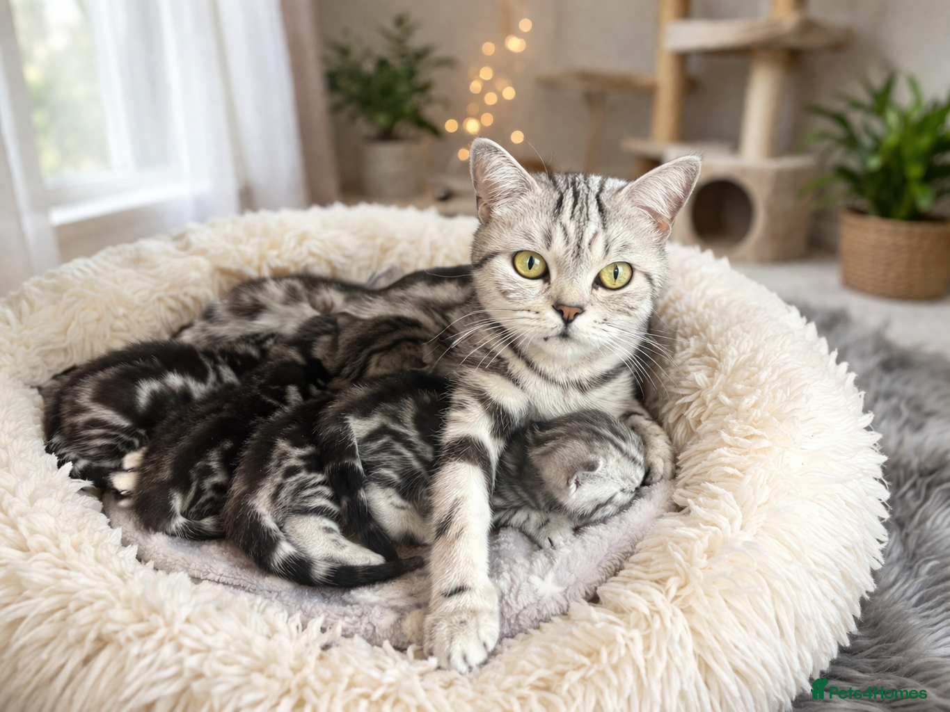 British Shorthair cats BSH silver tabby and chinchilla GCCF  - Advert 1