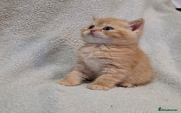 British Shorthair cats for sale: Beautiful British shorthair kittens - Image 10
