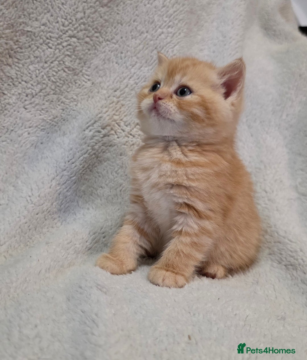 British Shorthair cats for sale: Beautiful British shorthair kittens - Image 10