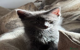 Maine Coon cats for sale:  kittens ready to leave 5th July  - Image 5