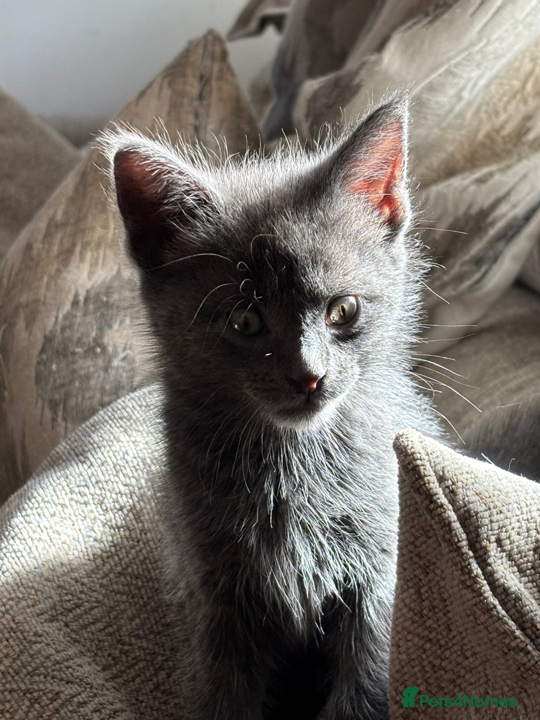 Maine Coon cats for sale:  kittens ready to leave 5th July  - Image 5