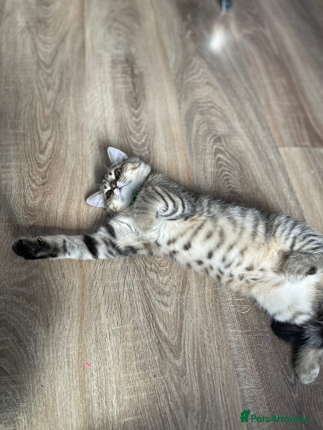 Scottish Fold cats for sale: Scotish Fold for Sale! Summer Holiday baby's! - Image 7