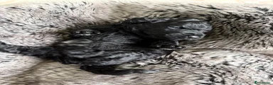 Labradoodle Puppy 6