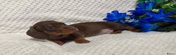 Miniature Dachshund dogs for sale: BEAUTIFUL KC MINI DACHSHUND READY TO LEAVE 23/12   - Advert 29