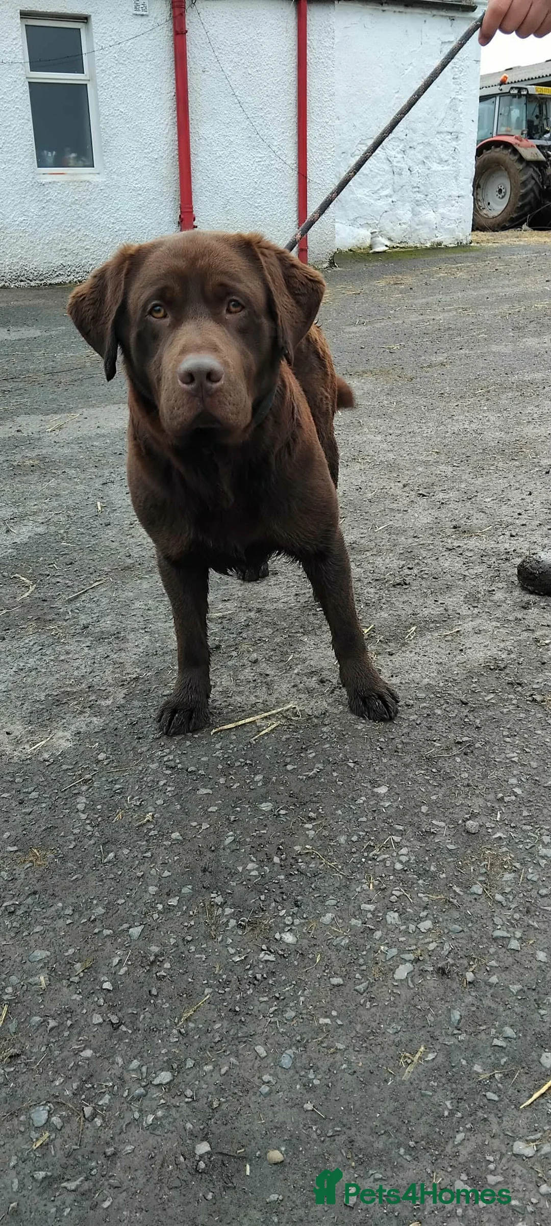 Mixed Breed dogs for sale: Bulldog Labrador mix puppies  - Advert 2