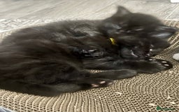 Mixed Breed cats for sale: 2 Black Fluffy Kittens (15wk old brothers) - Image 31