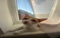 Mixed Breed cats for sale: 2 ginger and white sister cats (going together) - Image 5
