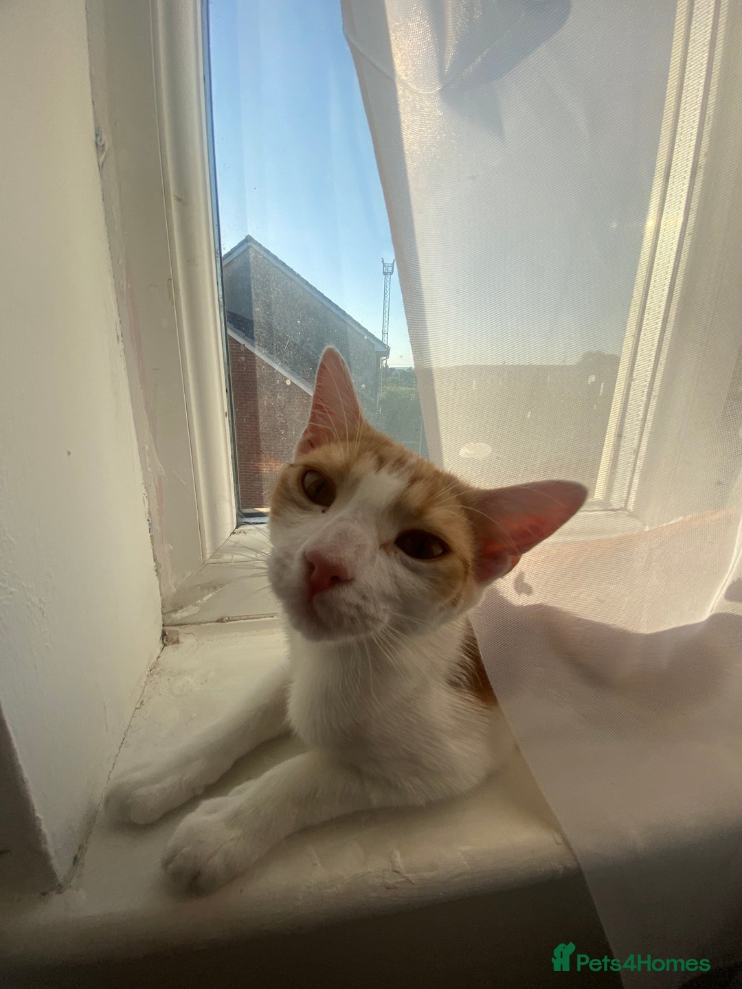 Mixed Breed cats for sale: 2 ginger and white sister cats (going together) - Image 5