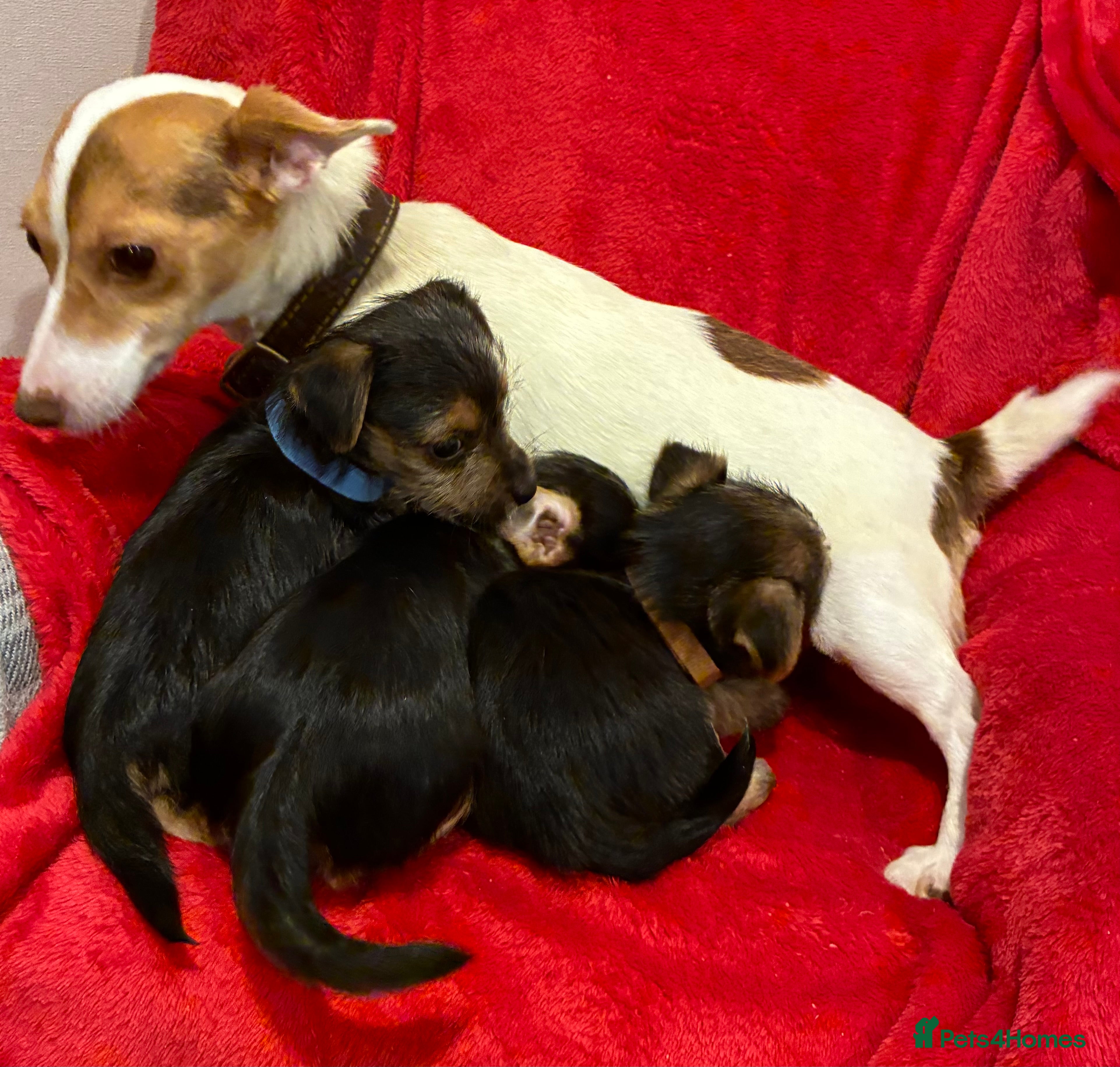 Mixed Breed dogs Yorkshire terrier cross Jack Russell puppies  - Advert 2