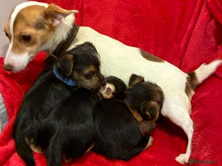 Mixed Breed dogs Yorkshire terrier cross Jack Russell puppies - Advert 3