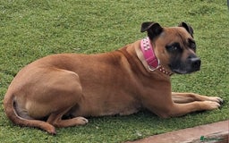 Staffordshire Bull Terrier dogs for sale: Staffy pups ready 26th august 2 brindle 3 blue - Image 3
