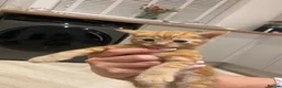 Domestic Shorthair cats for sale: Ginger Domestic Kitten  - Advert 5