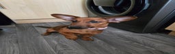 Mixed Breed dogs for sale: 6 month old Miniature dachshund x breed - Advert 1