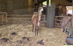 Llama livestock for sale: Free 3 female 2 male - Image 2