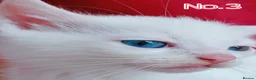 Mixed Breed cats for sale: Ready Now - Trained Ragdoll Mix Kittens Blue Eyes - Advert 21
