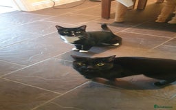 Mixed Breed cats for sale: 2 BROTHERS FOR SALE  - Image 4
