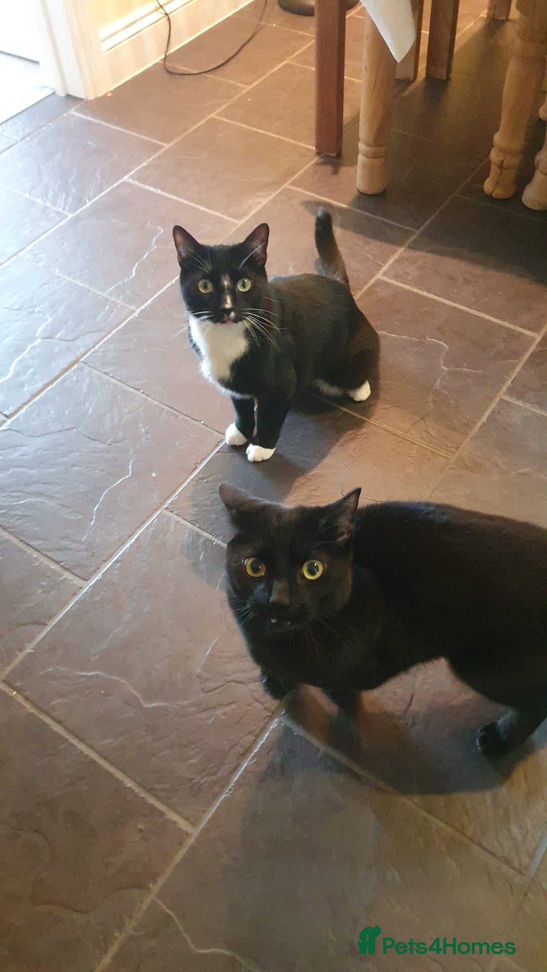 Mixed Breed cats for sale: 2 BROTHERS FOR SALE  - Image 4