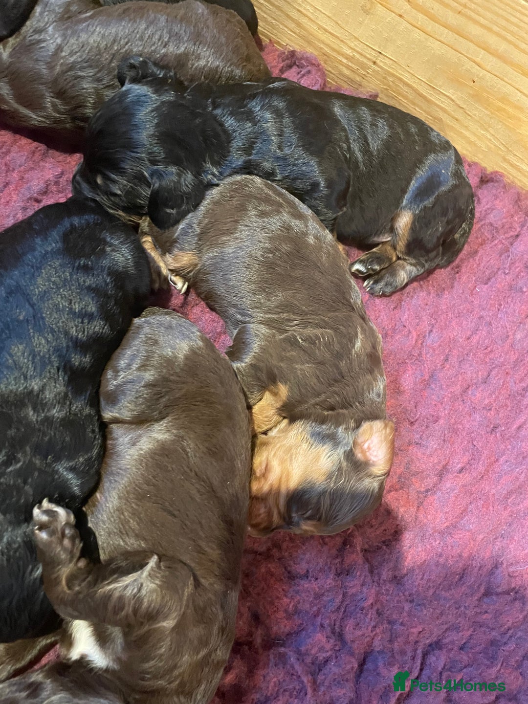 Cocker Spaniel dogs for sale: KC Registered Health Tested Working Cocker Spaniel - Advert 7