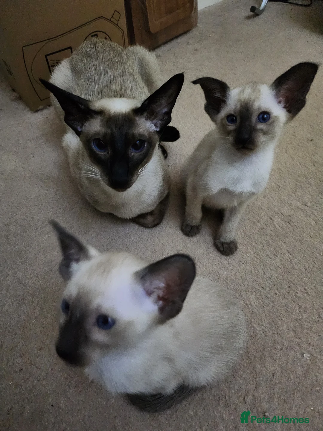 Siamese cats for sale: Adorable siamese kittens ready now - Advert 3