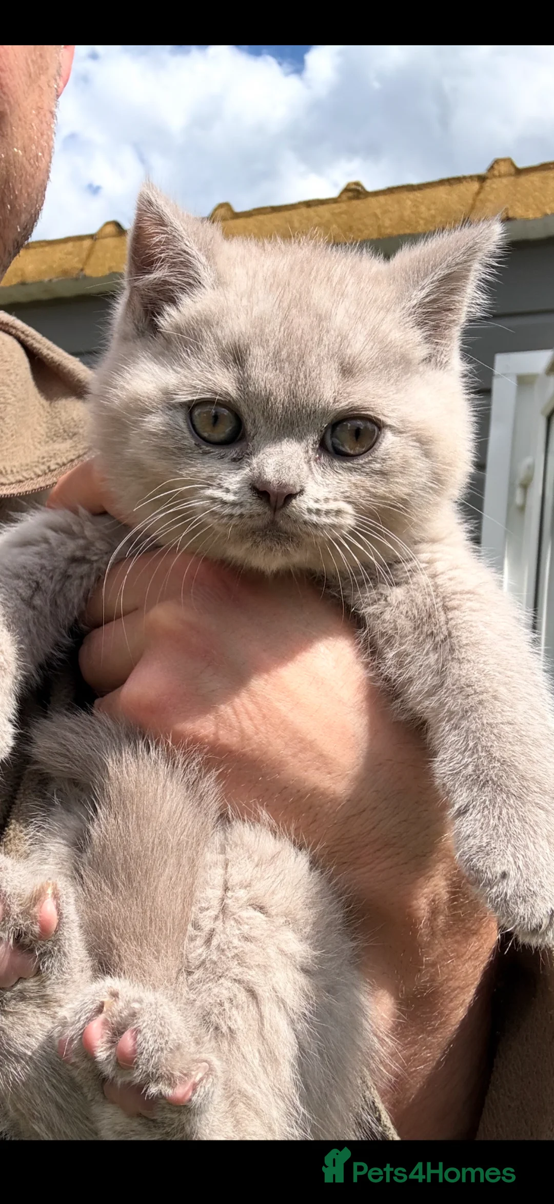 British Shorthair cats for sale: 2 BSH Kittens - 450£  - Advert 2