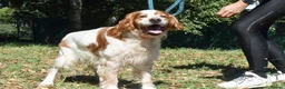 English Setter dogs for adoption: Kay   in Worthing - Advert 8