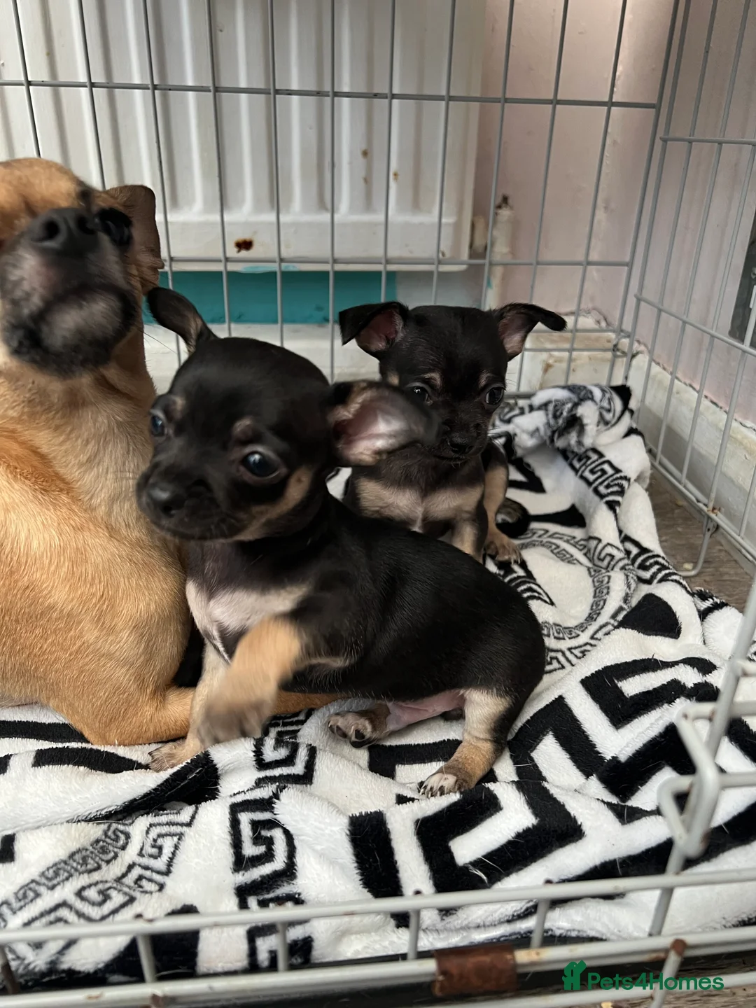 Chihuahua dogs for sale: Full breed chihuahua lovely puppies  - Advert 16