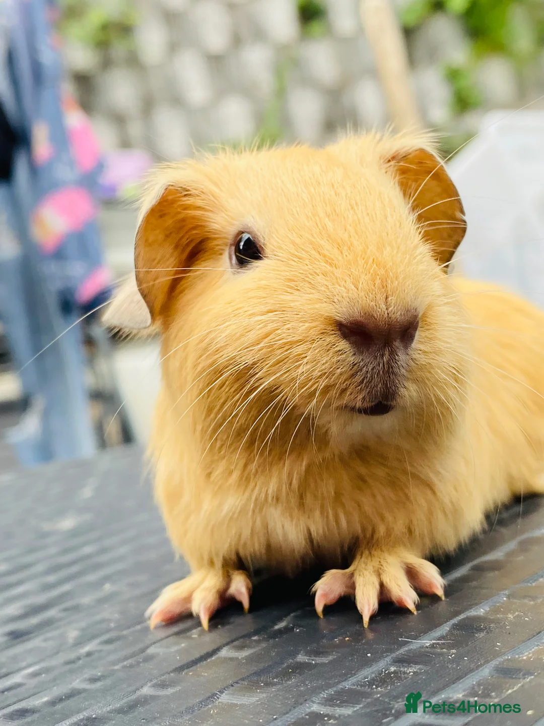 Guinea Pig rodents for sale: Mix of baby boy Guineapigs available to reserve  - Advert 1