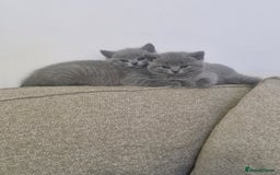 British Shorthair cats for sale: Pure BSH kittens GCCF Last Boy Left £700 - Image 11