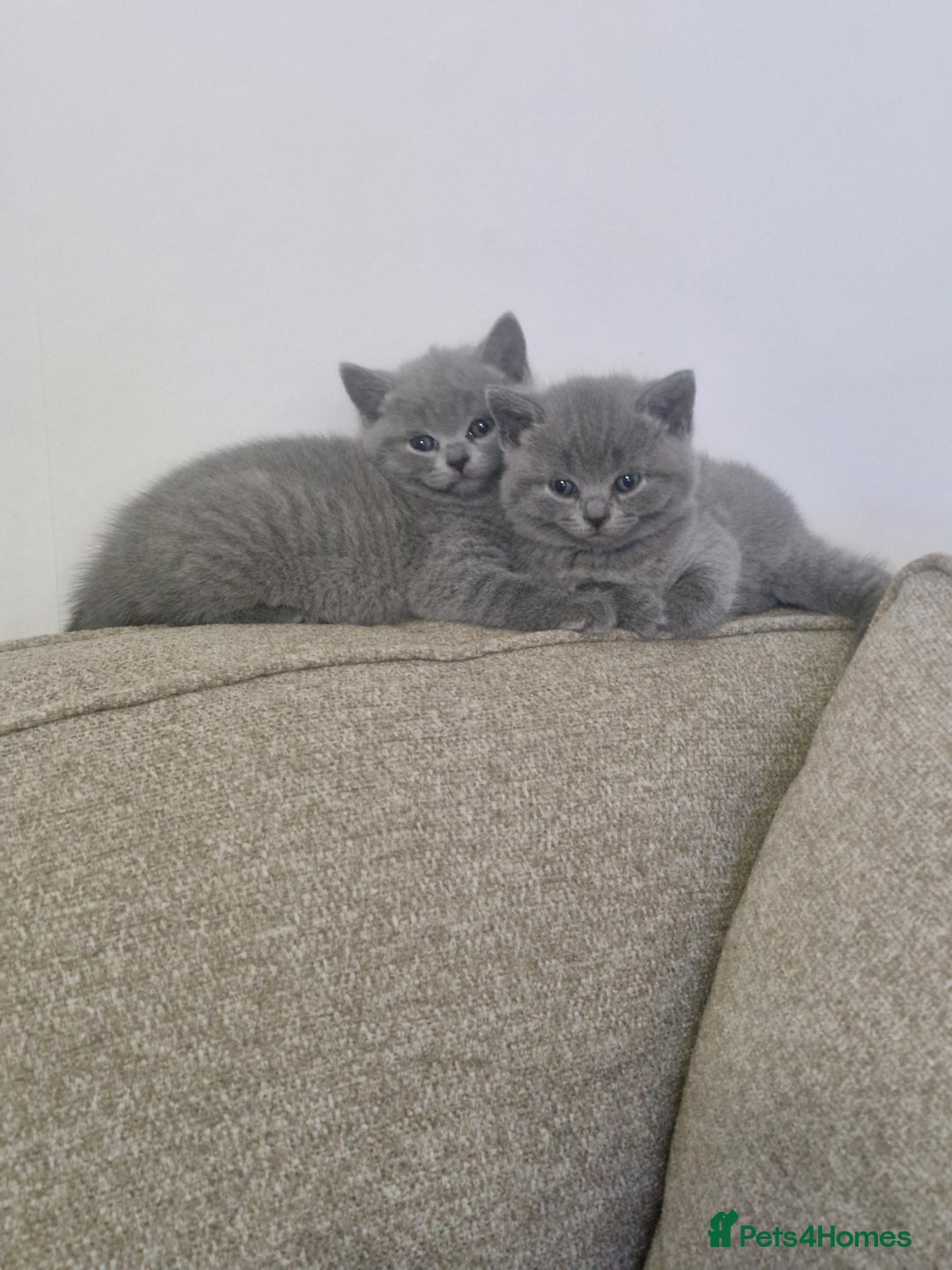 British Shorthair cats for sale: Pure BSH kittens GCCF Last Boy Left £700 - Image 11