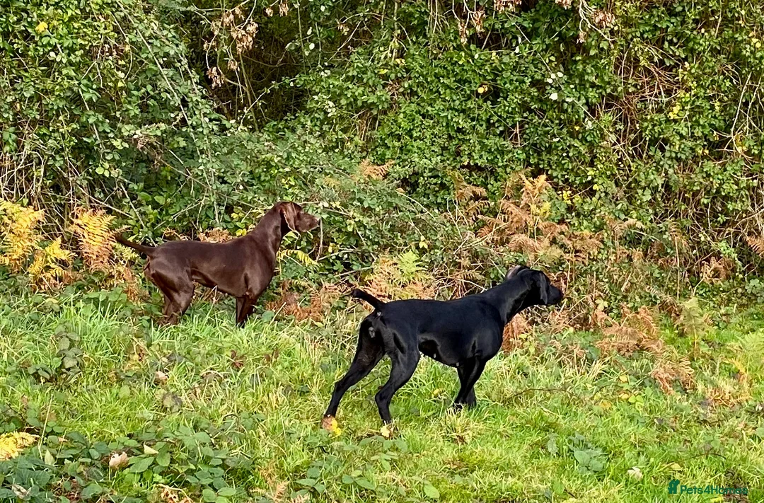 German Shorthaired Pointer dogs for sale: Bred for Temperament and working - Advert 1