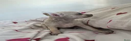 Chihuahua dogs for sale: Chihuahua Girl Ready NOW - Advert 9