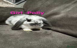 Mini Lop rabbits for sale: Gorgeous Mini Lops Available  - Advert 14