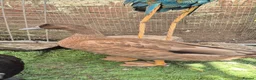 Ducks poultry for sale: 3 drakes for sale - Advert 3