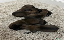 Belgian Shepherd Dog dogs for sale: Belgian Malinois puppies  - Image 7