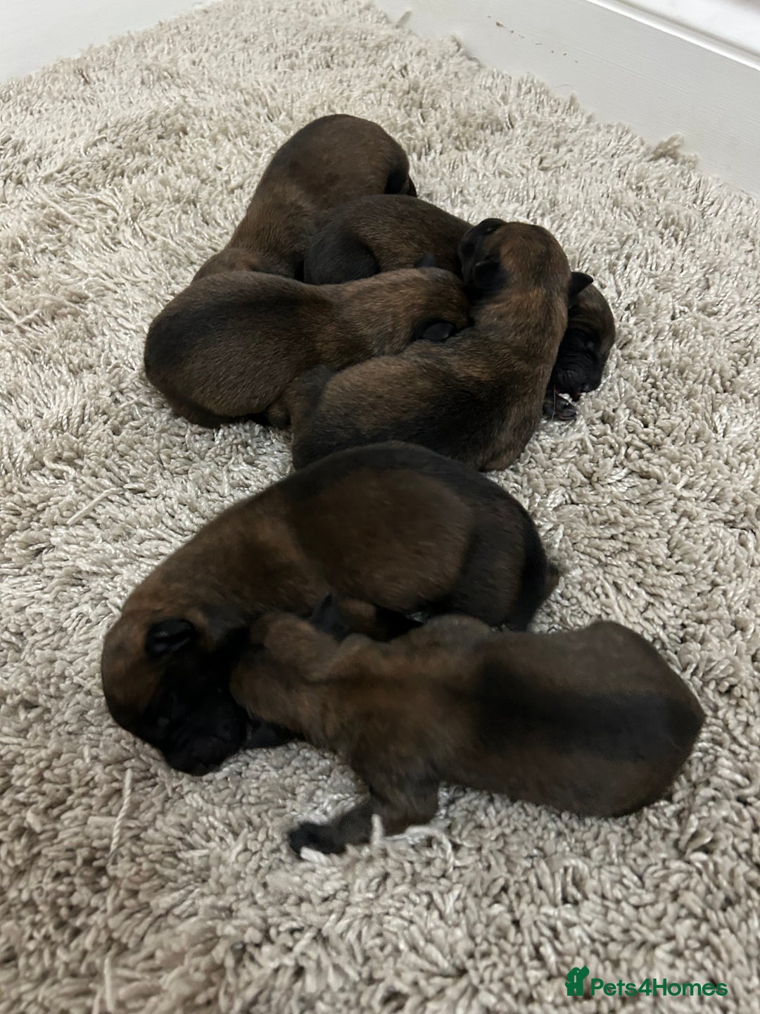 Belgian Shepherd Dog dogs for sale: Belgian Malinois puppies  - Image 7