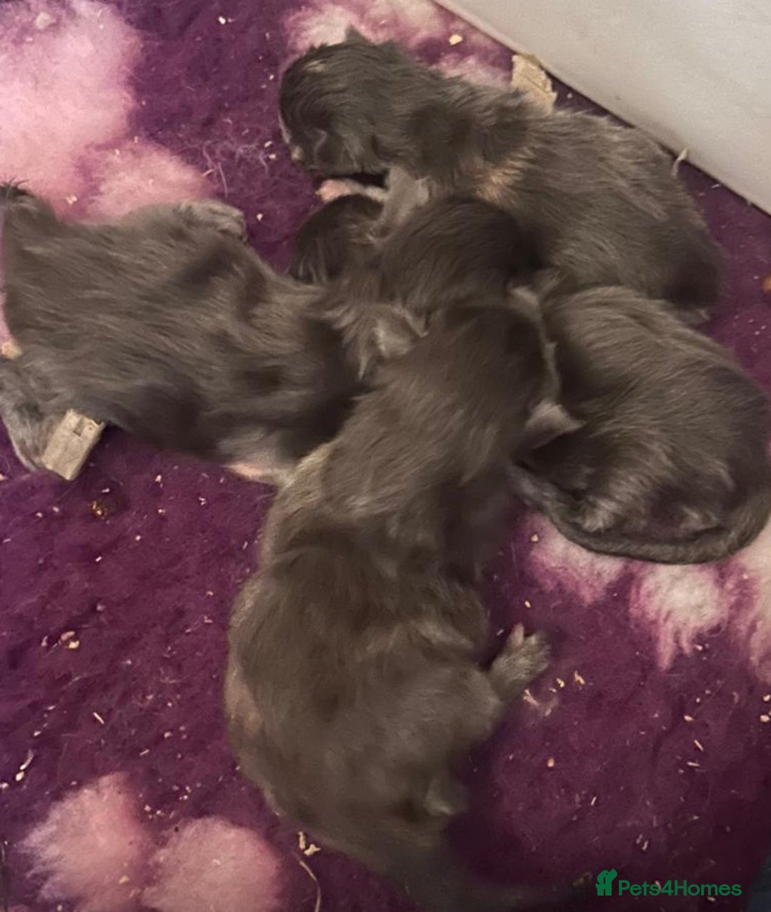 Maine Coon cats for sale: A lovely mc fluffy big solid blue boy - Advert 7